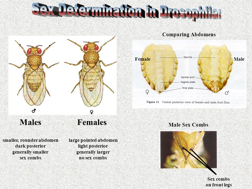 drosophila melanogaster sex Hot teen elizabeth