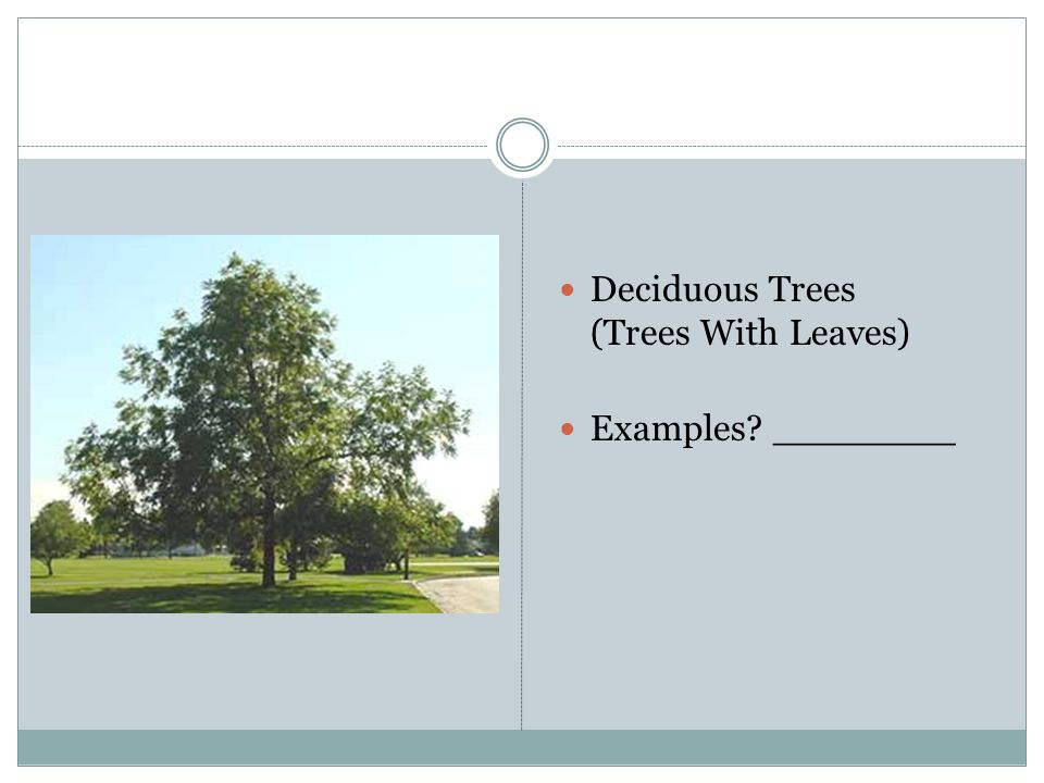 Canada S Forests Textbook Chapter Types Of Trees Review Coniferous Trees Trees With Needles Examples Ppt Download