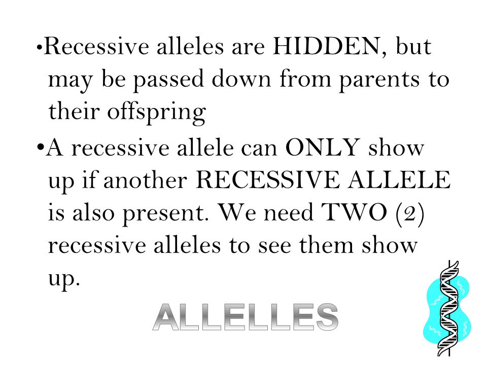 Recessive alleles are HIDDEN, but may be passed down from parents to their offspring A recessive allele can ONLY show up if another RECESSIVE ALLELE is also present.