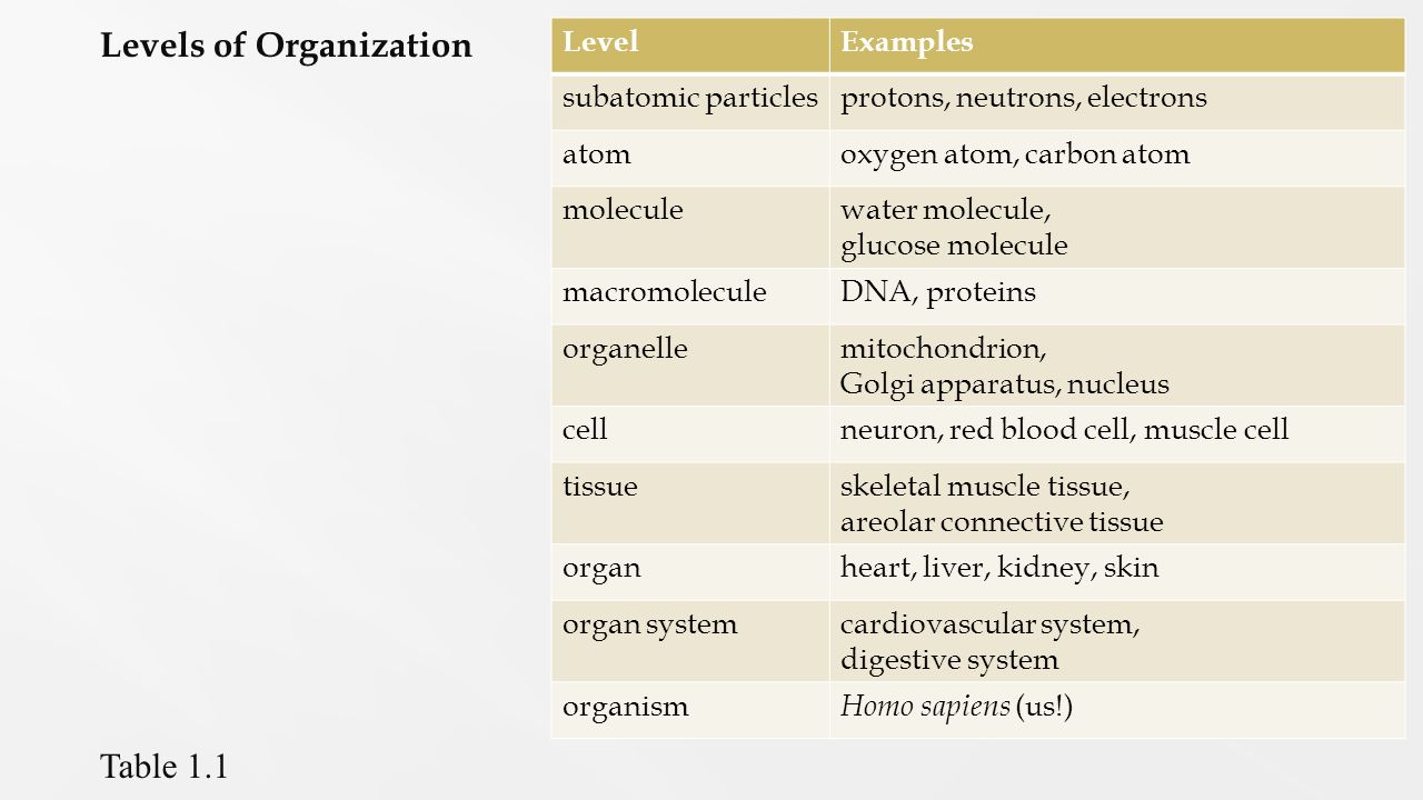 Levels of Organization Atom LevelExamples subatomic particlesprotons, neutrons, electrons atomoxygen atom, carbon atom moleculewater molecule, glucose molecule macromoleculeDNA, proteins organellemitochondrion, Golgi apparatus, nucleus cellneuron, red blood cell, muscle cell tissueskeletal muscle tissue, areolar connective tissue organheart, liver, kidney, skin organ systemcardiovascular system, digestive system organism Homo sapiens (us!) Table 1.1