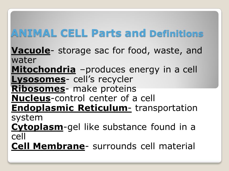 Distinguishing Between a Plant and an Animal Cell Knowing the Difference. -  ppt download