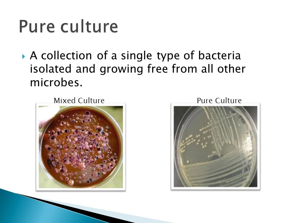 Ubiquity of Microorganisms.  A collection of a single type of bacteria  isolated and growing free from all other microbes. Mixed CulturePure Culture.  - ppt download
