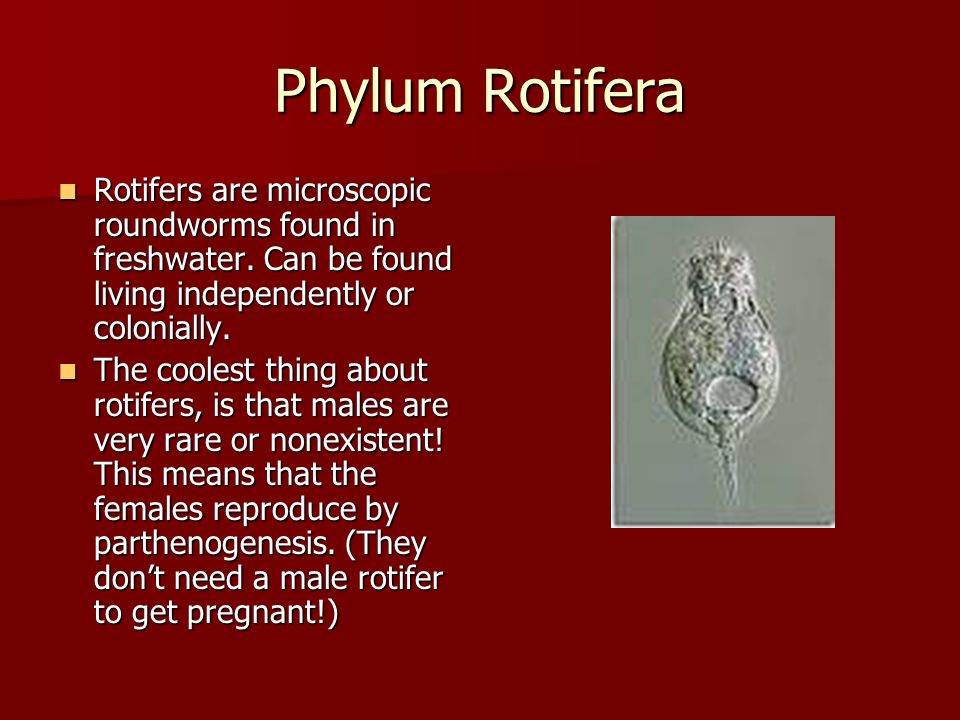 PHYLUM ROTIFERA EPUB PHYLUM ROTIFERA EPUB