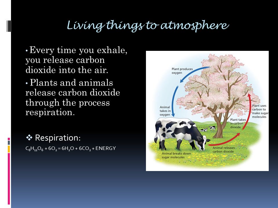 By: Demetrius Mitchell & Dedrick Berry. Atmosphere to plants Carbon is  attached oxygen in a gas called carbon dioxide (CO2). Through  photosynthesis carbon. - ppt download