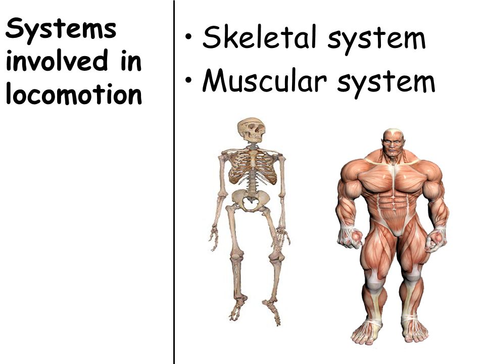 TOPIC: Locomotion Aim: Explain the life process of locomotion and the  importance of the skeletal system. Do Now: Do you know what the strongest  bone in. - ppt download