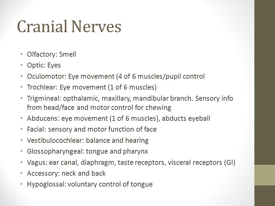 Cranial Nerves Olfactory: Smell Optic: Eyes Oculomotor: Eye movement (4 of 6 muscles/pupil control Trochlear: Eye movement (1 of 6 muscles) Trigmineal: opthalamic, maxillary, mandibular branch.