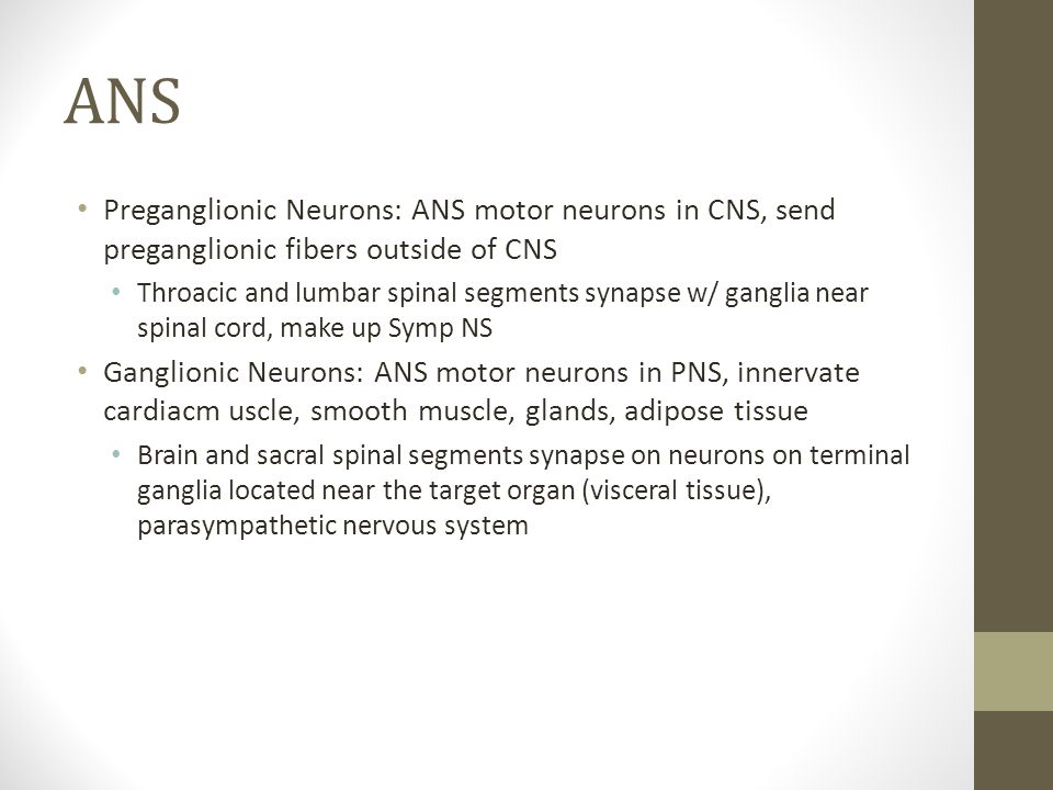ANS Preganglionic Neurons: ANS motor neurons in CNS, send preganglionic fibers outside of CNS Throacic and lumbar spinal segments synapse w/ ganglia near spinal cord, make up Symp NS Ganglionic Neurons: ANS motor neurons in PNS, innervate cardiacm uscle, smooth muscle, glands, adipose tissue Brain and sacral spinal segments synapse on neurons on terminal ganglia located near the target organ (visceral tissue), parasympathetic nervous system