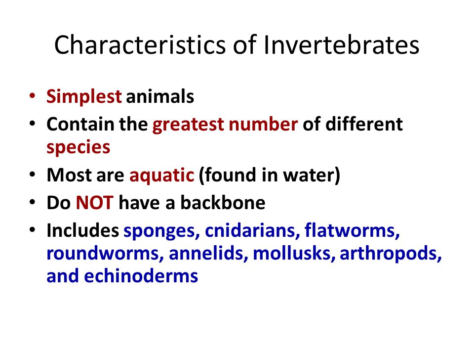 Invertebrates. Characteristics of Invertebrates Simplest animals Contain  the greatest number of different species Most are aquatic (found in water)  Do. - ppt download