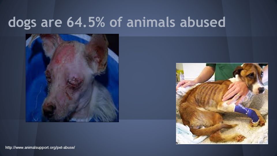  million animals enter shelters each year - ppt download