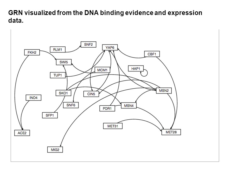GRN visualized from the DNA binding evidence and expression data.