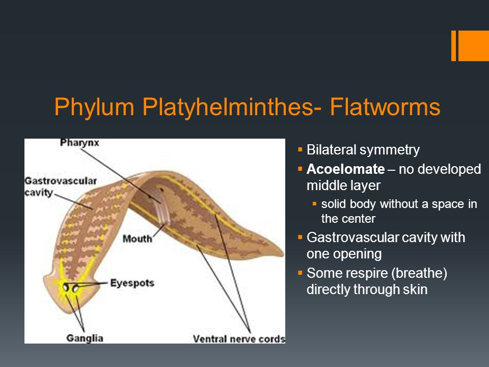 phylum platyhelminthes nematoda annelida)