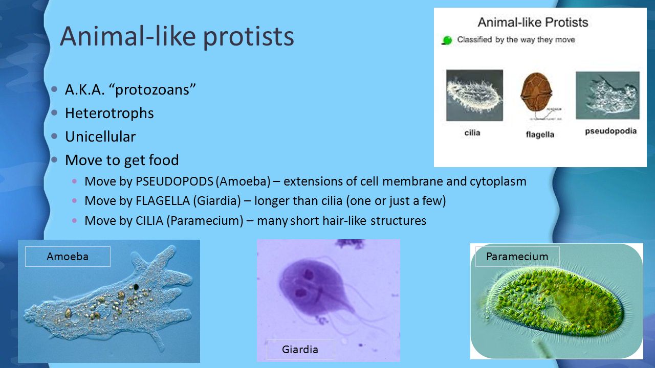 Bellringer 1/14/16Unit: 5 Standard: Protista Learning Target: I can  describe characteristics of animal- like, plant-like and fungus-like  protists and give. - ppt download