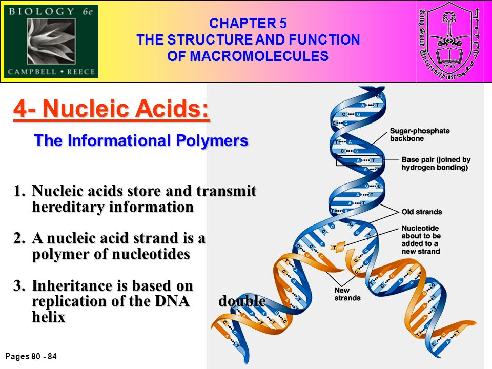 CHAPTER 5 THE STRUCTURE AND FUNCTION OF MACROMOLECULES 4- Nucleic Acids: The Informational Polymers 1.Nucleic acids store and transmit hereditary information 2.A nucleic acid strand is a polymer of nucleotides 3.Inheritance is based on replication of the DNA double helix Pages