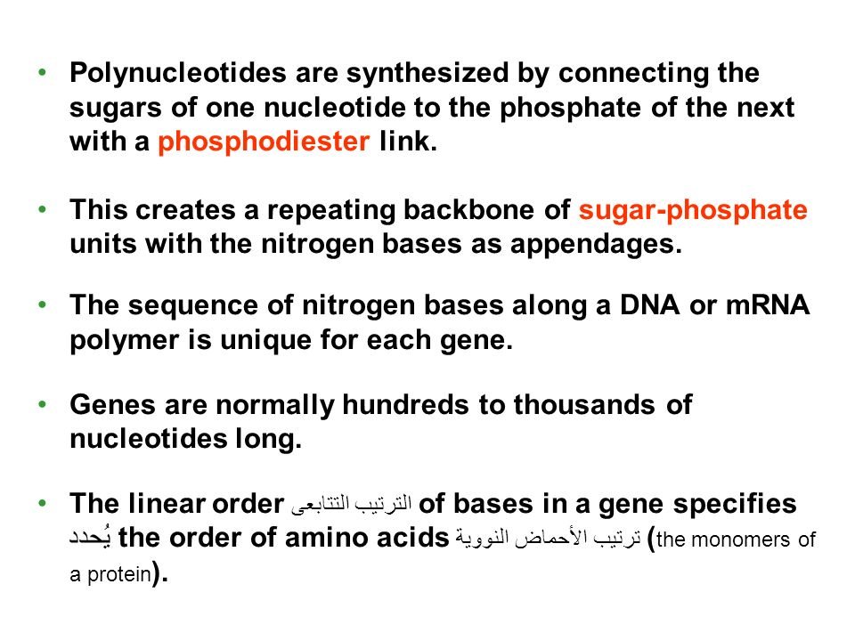 Polynucleotides are synthesized by connecting the sugars of one nucleotide to the phosphate of the next with a phosphodiester link.