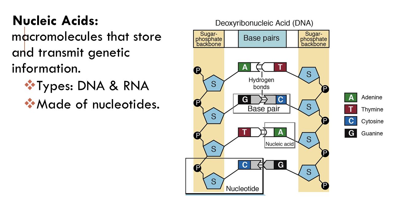 Nucleic Acids: macromolecules that store and transmit genetic information.