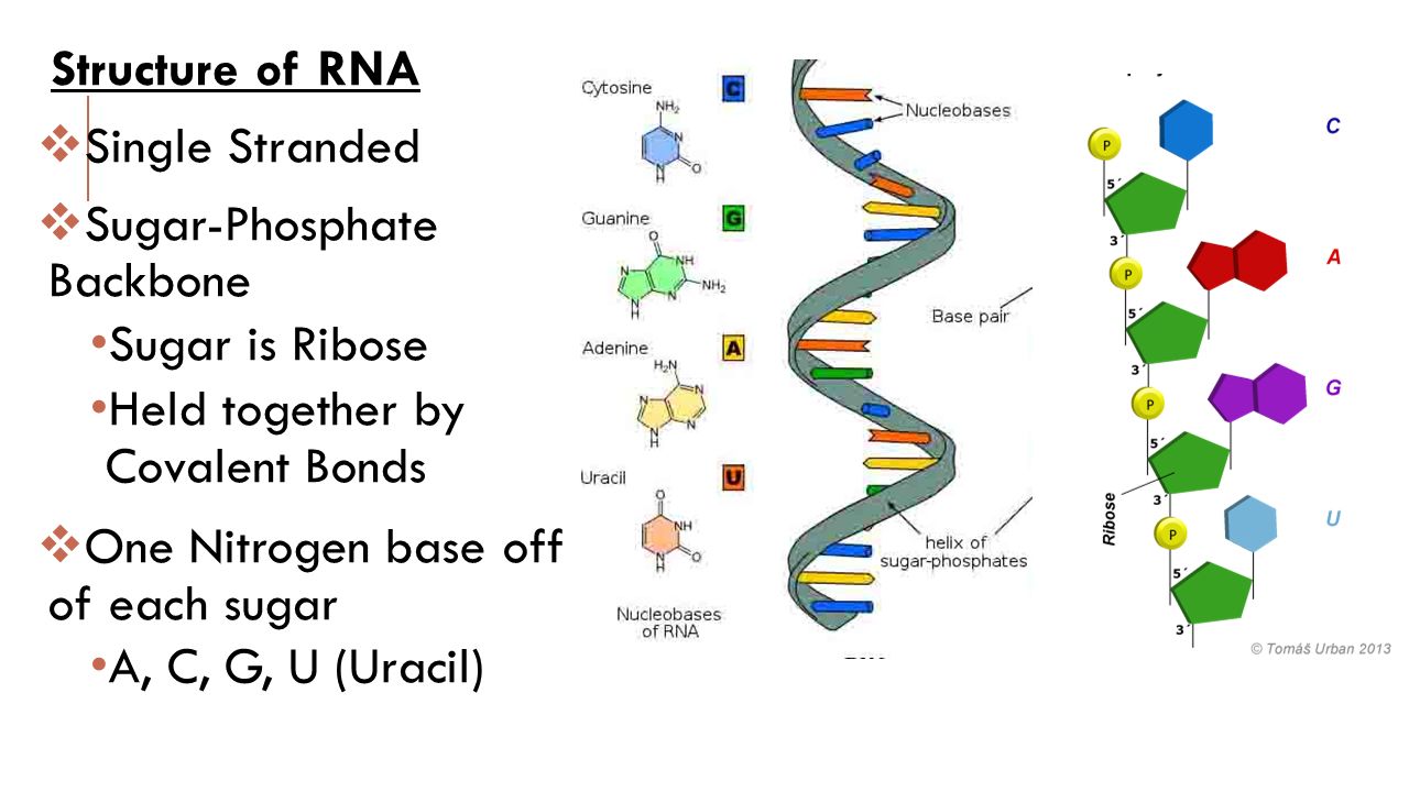 Рнк встречается. RNA structure. DNA and RNA structure. Структура РНК. Молекула РНК.
