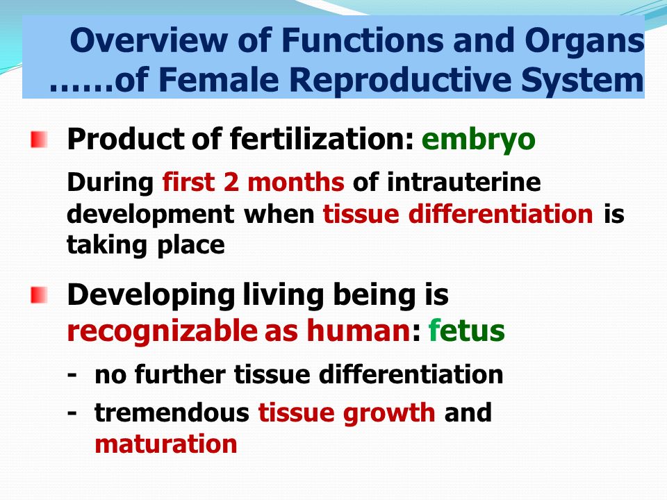 Overview of Functions and Organs ……of Female Reproductive System Product of fertilization: embryo During first 2 months of intrauterine development when tissue differentiation is taking place Developing living being is recognizable as human: fetus -no further tissue differentiation -tremendous tissue growth and maturation