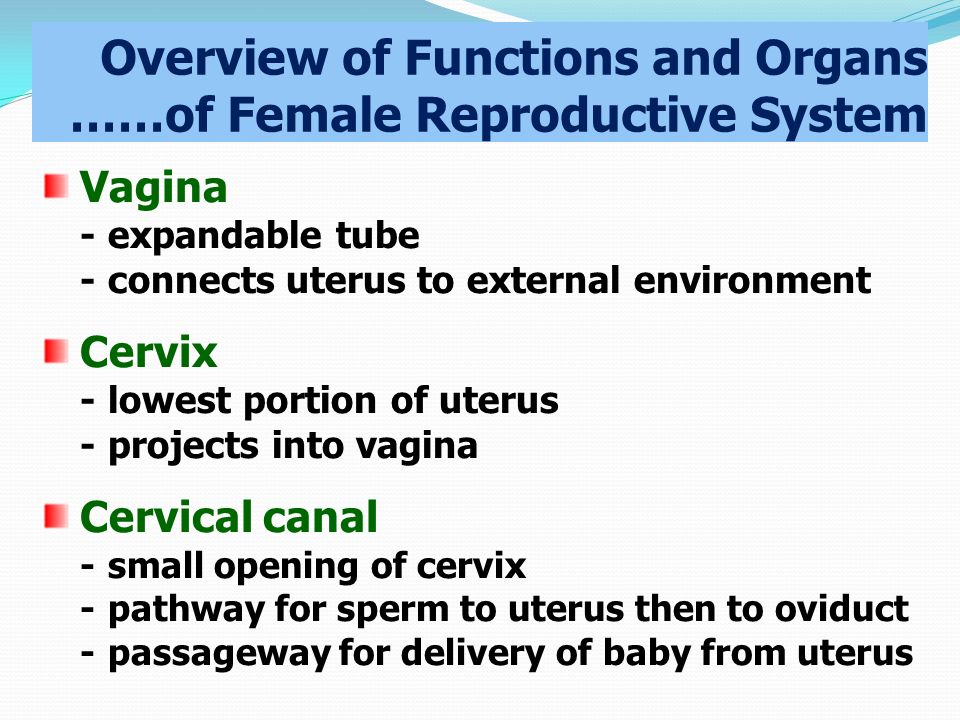 Overview of Functions and Organs ……of Female Reproductive System Vagina -expandable tube -connects uterus to external environment Cervix -lowest portion of uterus -projects into vagina Cervical canal -small opening of cervix -pathway for sperm to uterus then to oviduct -passageway for delivery of baby from uterus
