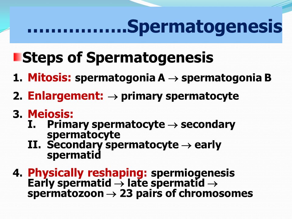 ……………..Spermatogenesis Steps of Spermatogenesis 1.