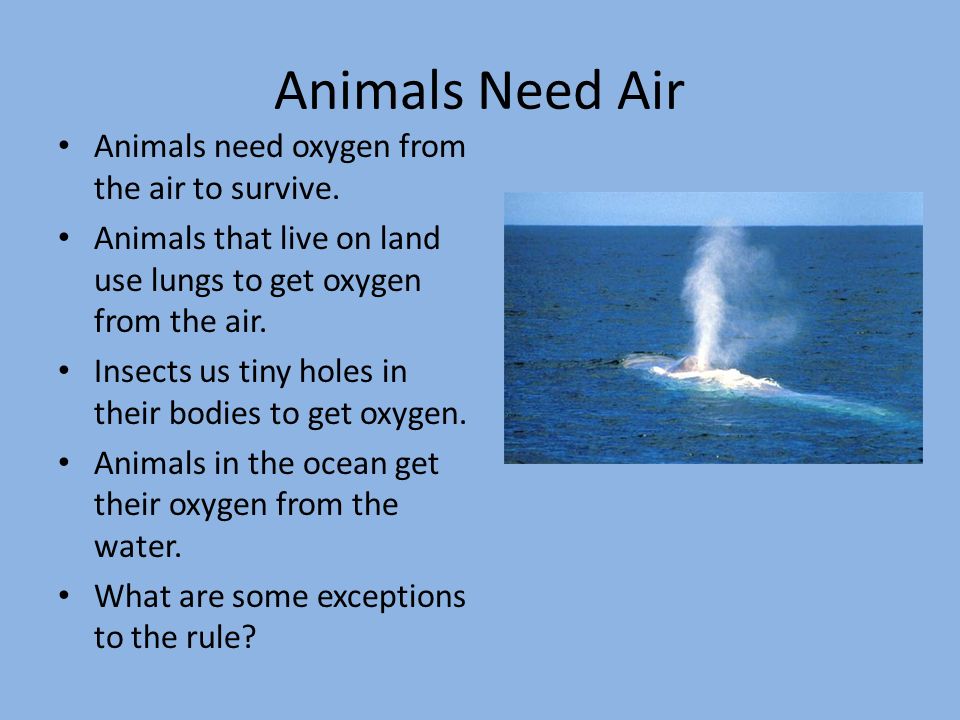 Warm Up What are four things all animals need in order to survive? - ppt  download
