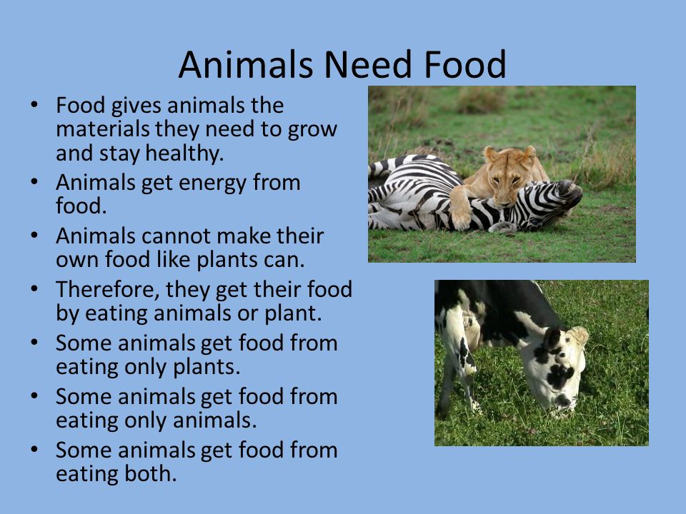 Warm Up What are four things all animals need in order to survive? - ppt  download