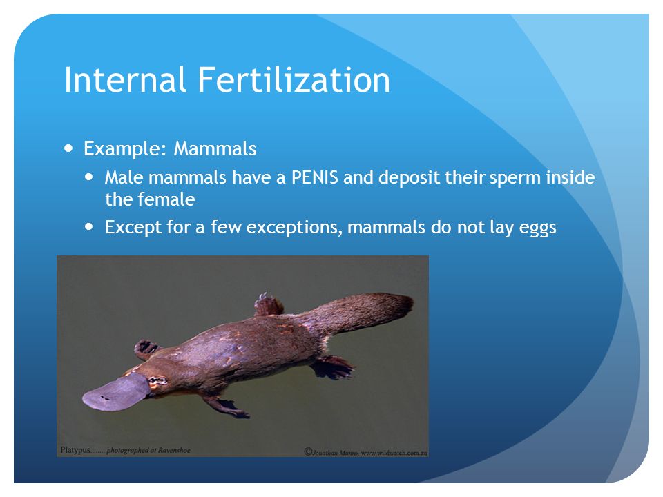 Reproduction in Animals. Asexual Reproduction Remember, asexual  reproduction means = a single living organism can produce one or many  identical individuals. - ppt download