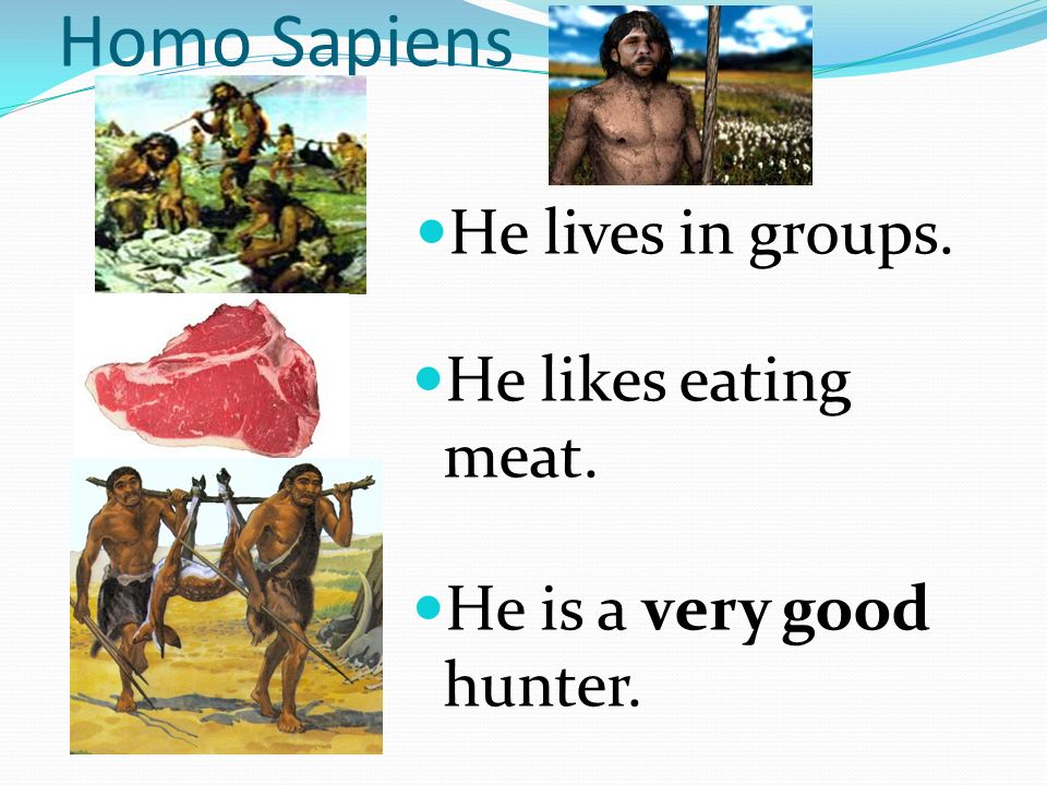 Homo Sapiens He lives in groups. He likes eating meat. He is a very good hunter.