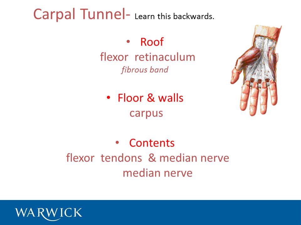 Cubital Fossa My Bum Turns Red From Med To Lat Median Nerve Brachial Artery Tendon Of Bicep Radial Nerve Ppt Download