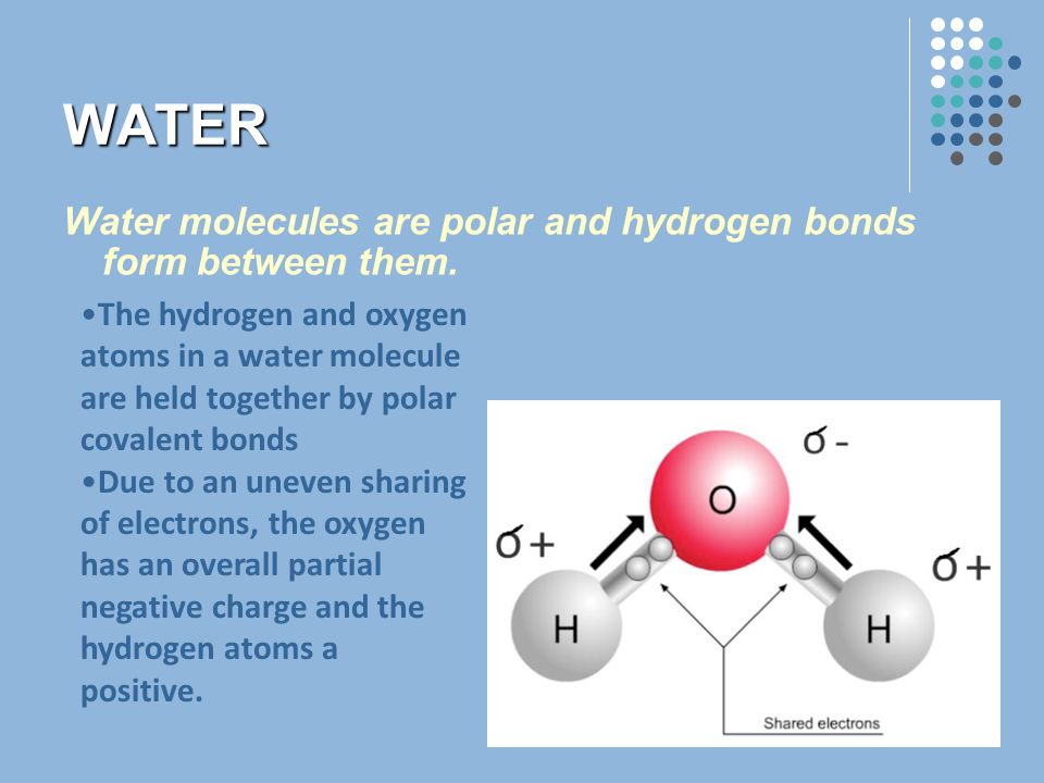 WATER Water molecules are polar and hydrogen bonds form between them. 
