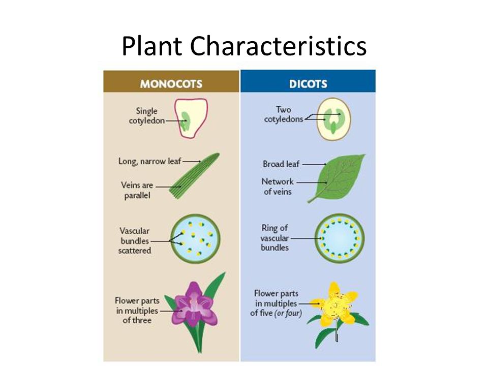 Plant Dichotomous Key. on/interactive_lessons/key/student1.htm  on/interactive_lessons/key/student1.htm. - ppt download