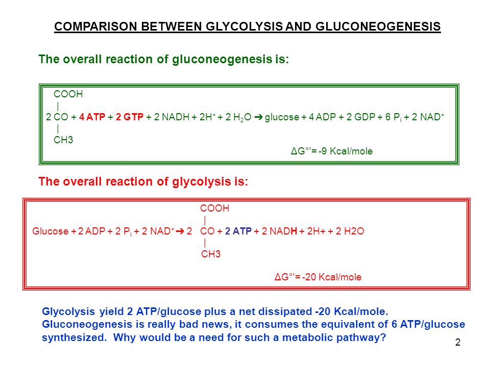 1 GLUCONEOGENESIS Summary of handout: Comparison with glycolysis, unique  and shared enzymes "Reversal" of pyruvate kinase. Participation of the  mitochondria. - ppt download