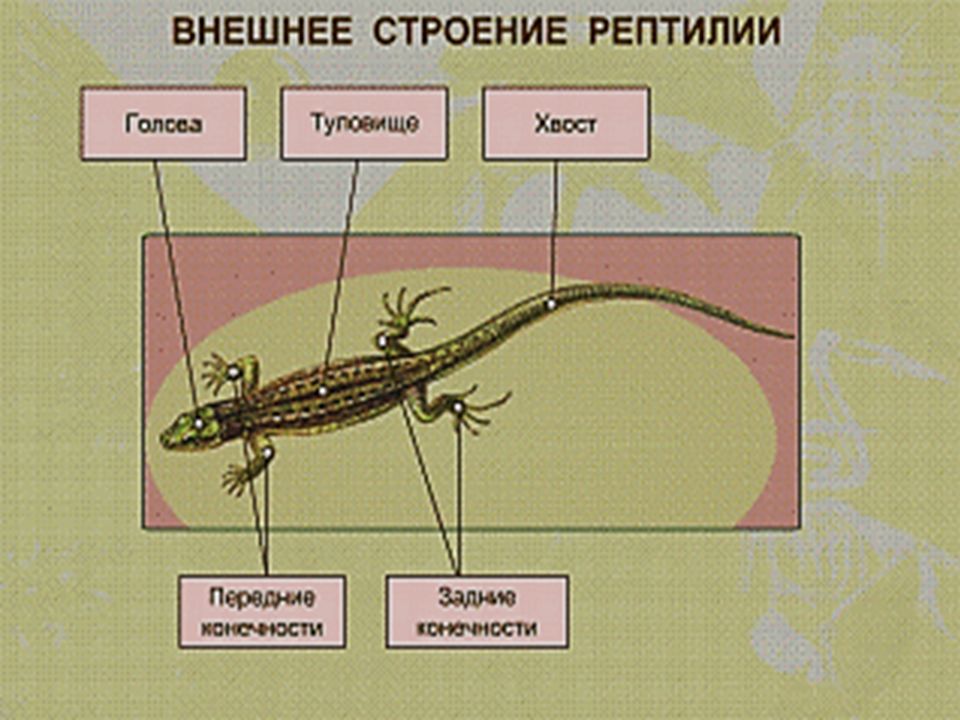 Таблица рептилий 7 класс. Внешнее строение ящерицы 7 класс биология. Наружное строение рептилий. Строение пресмыкающихся. Внутреннее строение пресмыкающихся.