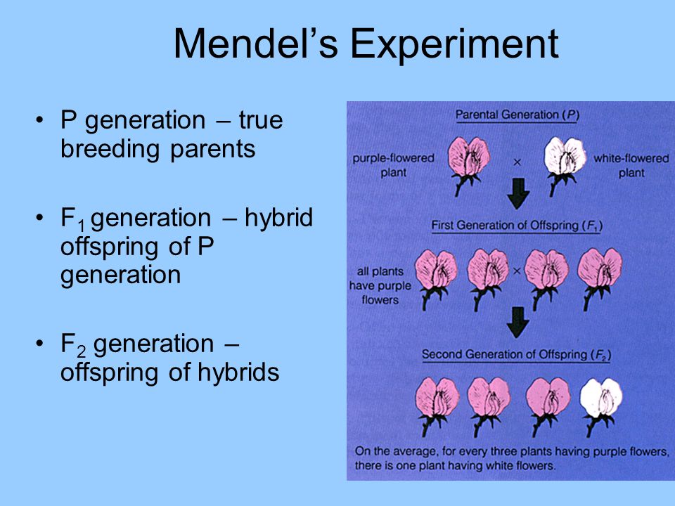 True Breeding true-breeding