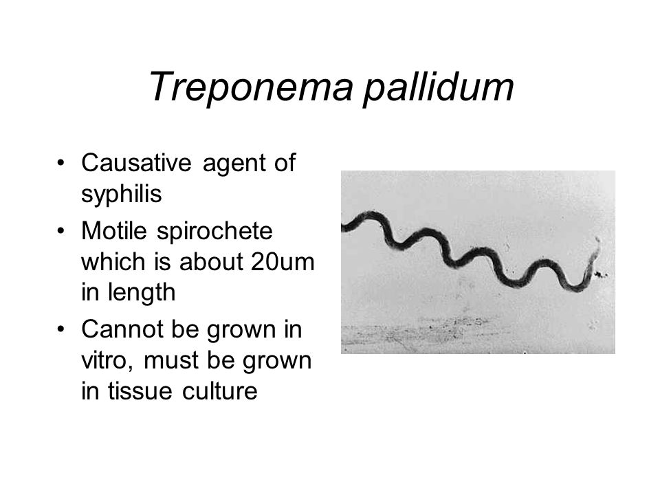 Антитела к бледной трепонеме treponema pallidum