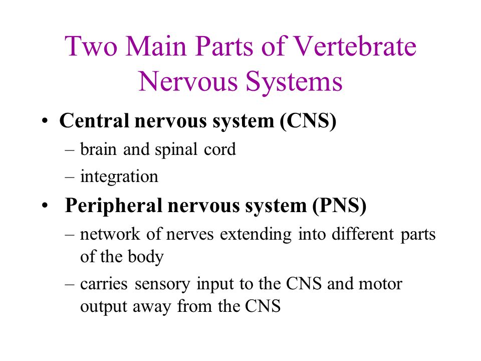 two main functions of the nervous system