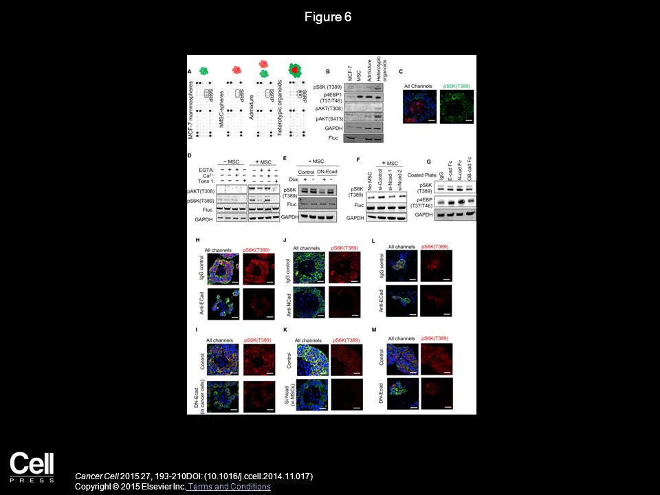 Figure 6 Cancer Cell , DOI: ( /j.ccell ) Copyright © 2015 Elsevier Inc.