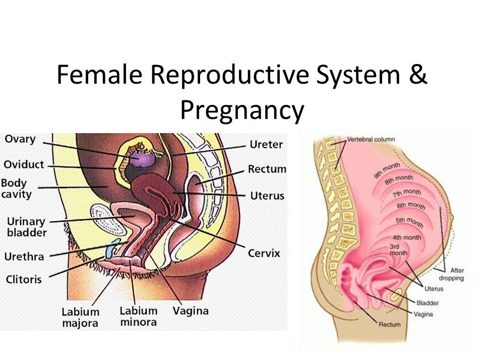 diagram pregnant womans reproductive system simple wiring diagram Woman Reproductive System Diagram Detailed female reproductive system \u0026 pregnancy i early female reproductive diagram pregnant woman\u0027s reproductive system 1 female