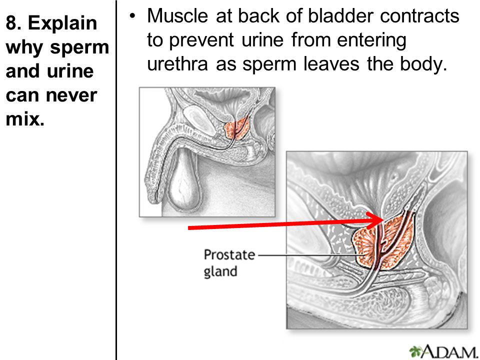 urine and sperm mix Oral sex thrush