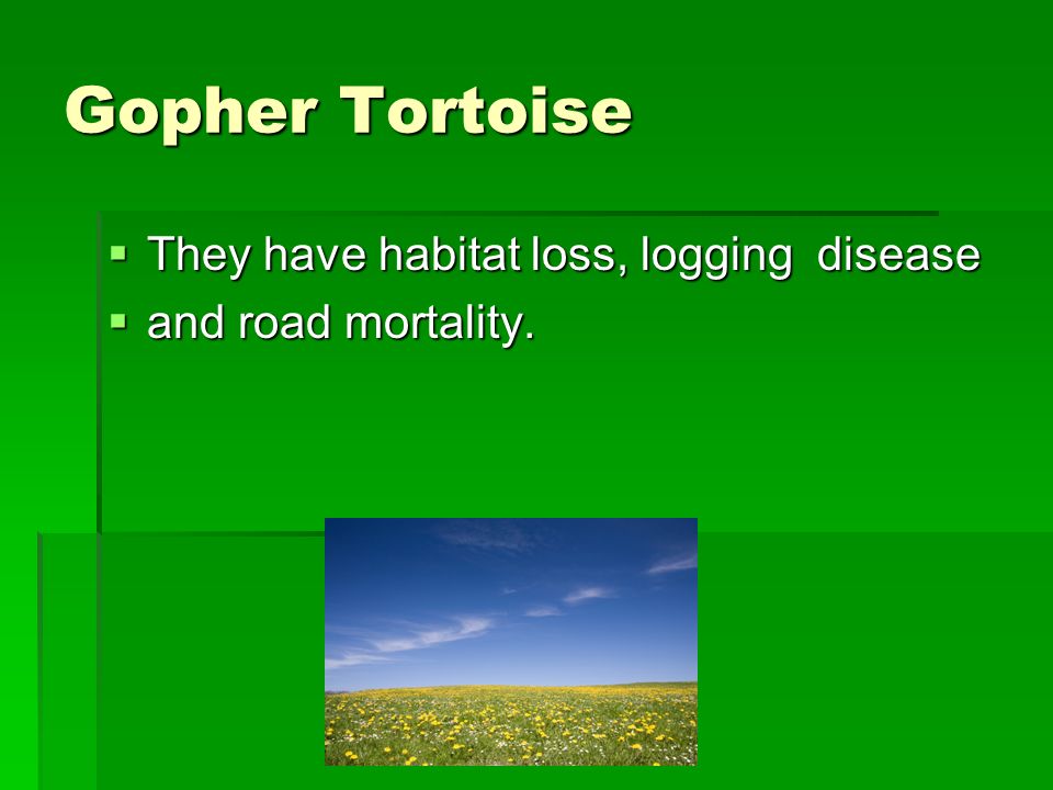 Gopher Tortoise An Endangered Species Is An Animal That Is