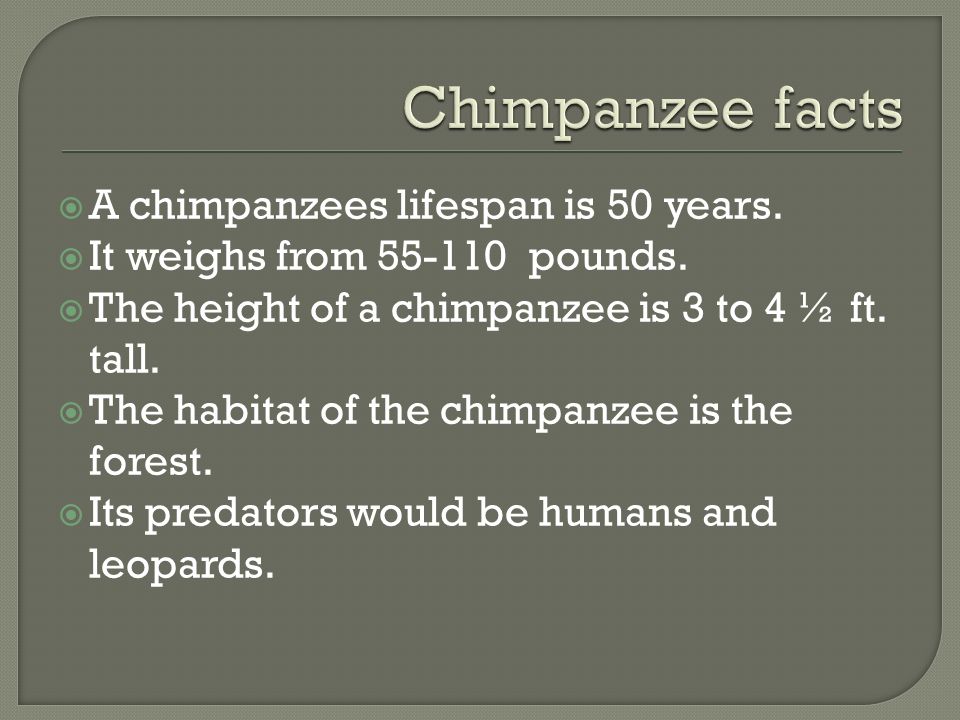 Matt Ernest. A chimpanzees lifespan is 50 years. It weighs from pounds