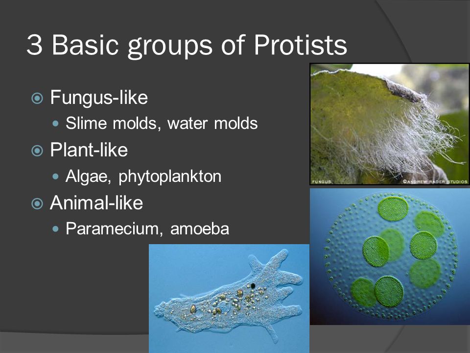 3 Basic groups of Protists  Fungus-like Slime molds, water molds  Plant-like  Algae, phytoplankton  Animal-like Paramecium, amoeba. - ppt download
