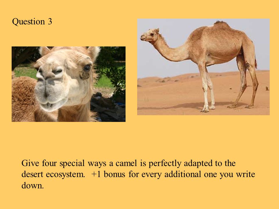 EcosystemsRibit!. Question 1 Name two ways desert animals adapt to the dry  climate of the desert. - ppt download