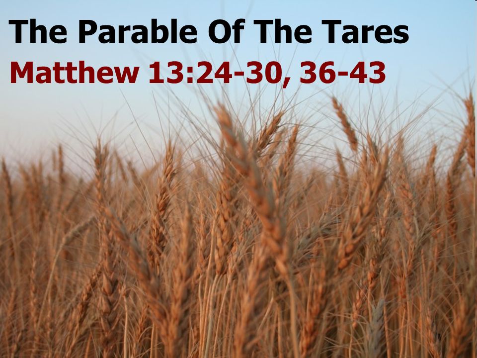 The Parable Of The Tares Matthew 13:24-30, 36-43
