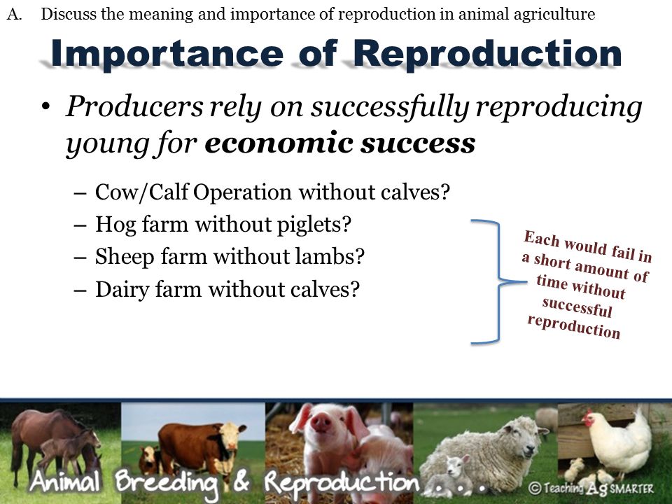 Animal Breeding & Reproduction  the meaning and importance of  reproduction in animal agriculture  benefits of using genetically  superior. - ppt download