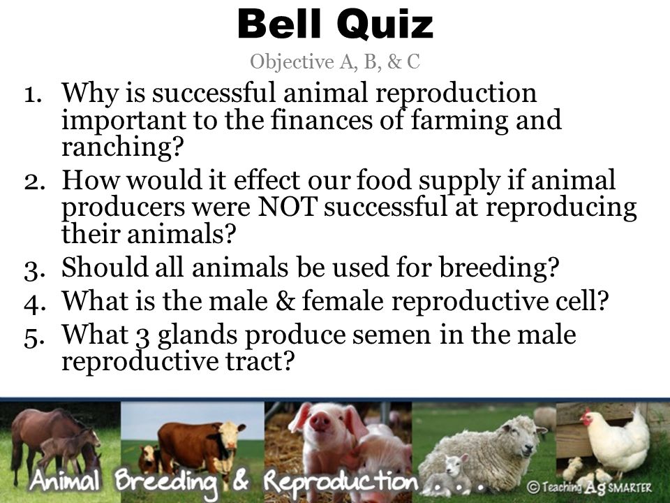 Animal Breeding & Reproduction  the meaning and importance of  reproduction in animal agriculture  benefits of using genetically  superior. - ppt download