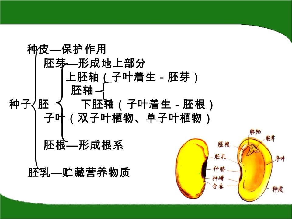 第二章种子和幼苗 一 形态结构1 形态各异 形状 球扁圆 椭圆颜色 各种2 大小悬殊一般情况 大 蚕豆 小 芝麻 特殊情况 椰子15 大实椰子 第二章种子和幼苗 一 形态结构1 形态各异 形状 球扁圆 椭圆颜色 各种2 大小悬殊一般情况 大 蚕豆 小 芝麻 特殊情况 椰子15 大实椰子