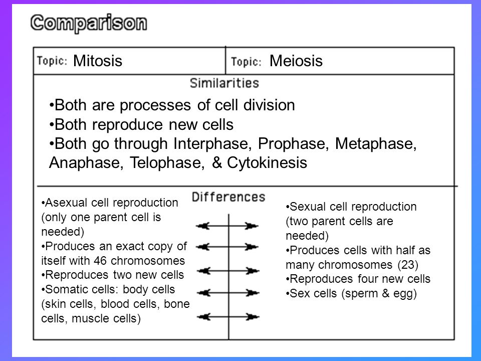 Mitosis Versus Meiosis Chart