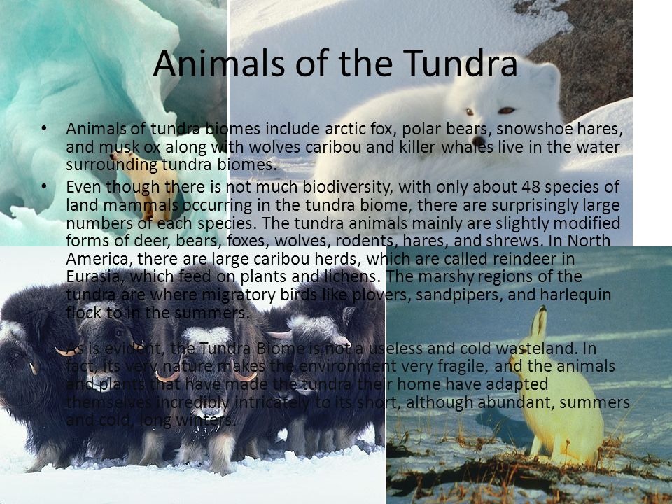 Tundra By: Ian Pharr. Animals of the Tundra Animals of tundra biomes  include arctic fox, polar bears, snowshoe hares, and musk ox along with  wolves caribou. - ppt download