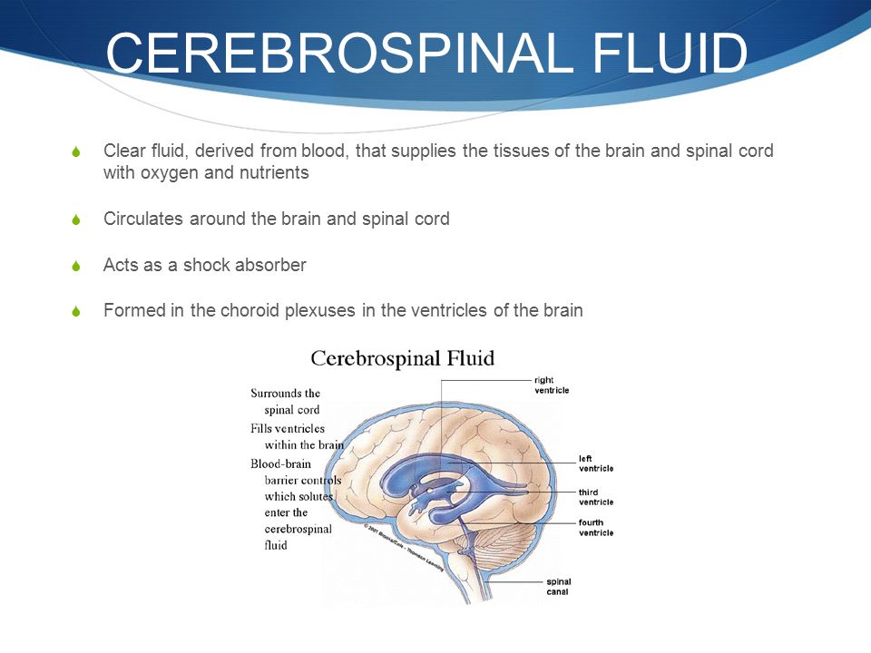 The fluid that circulates around the central nervous system is Exam Review Nervous System Introduction Human Body Has Two Specialized Centers Of Control To Maintain Homeostasis Endocrine System Nervous Ppt Download