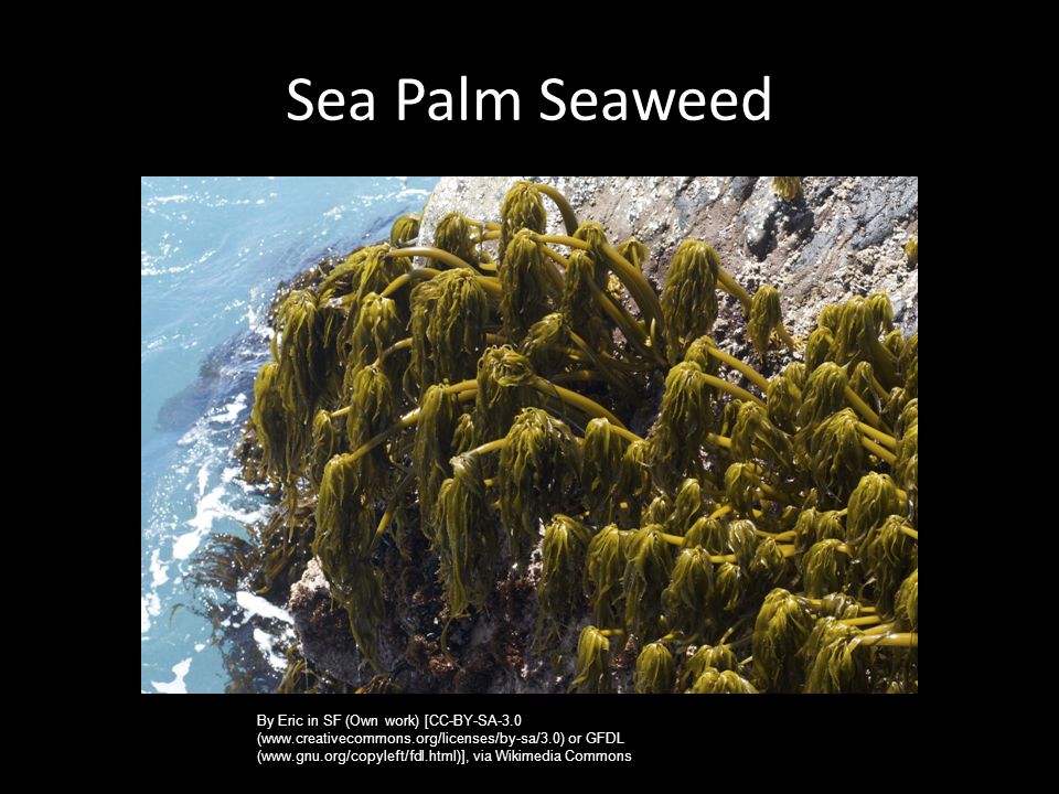 Sea Palm Seaweed By Eric in SF (Own work) [CC-BY-SA-3.0 (  or GFDL (  via Wikimedia Commons
